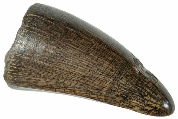 Fossil Crocodilian Tooth - Judith River Formation #263852